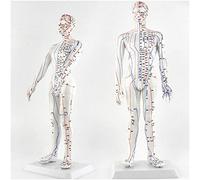 50cm/19.6" chinese medicine acupuncture model, Human Acupuncture Model tuina massage pulse reflex model Professional meridian points health massage points treatment methods for study teaching (A )