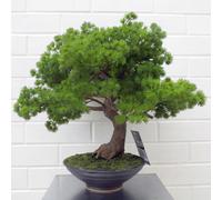 50cm Artificial Luxury Pine Bonsai Tree Leaf Green One Size