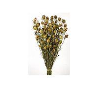 50cm Height Dried Natural Nigella Bunch - Love-in-a-Mist - Flower Pods