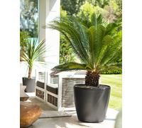 50Cm Plant Pot, Charcoal Grey Metallic Plastic Lechuza Classico Self-Watering Large Planter For Trees W50 H47 Cm