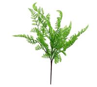 50cm Southern Wood Fern Bush Dark Green Plant