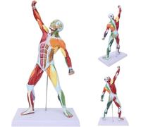 50cmBody Muscle Structure Model, Miniature Human Body Musculoskeletal Muscular System Model, for Medical Physiology Study Teaching Tool.