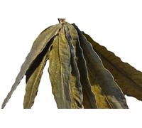50g Organic Dried Mango Leaves (Whole) (Mangifera indica)