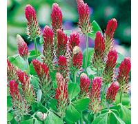50g Seed of Crimson Clover Seeds Green Manure Organic Garden Manure Wild Red Clover