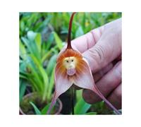 50Pcs Monkey Face Orchid Seeds Flourishing Beautifying Compact Decorative Landscaping Fantasy Plant Seeds Yard Supplies