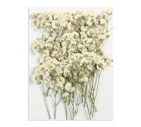 50pcs Real Dried Pressed Babys Breath Flowers for DIY Card, Resin Scented Candle, Wedding Crafts - White