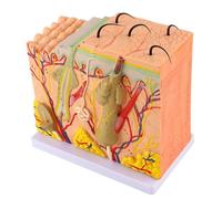 50X Magnified 3D Human Skin Anatomy Model - Enlarged Skin Tissue Block Display - Biology & Dermatology Teaching Aid