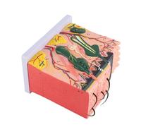 50X Magnified Human Skin Model 3D Teaching Aid with 25 Labe Diagrams for Biology Education Laboratory Supplies