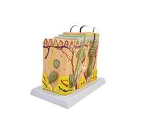 50x Magnified Skin Model Human Skin Tissue Layer Anatomical Structure for Science Classroom Study Display Teaching Model