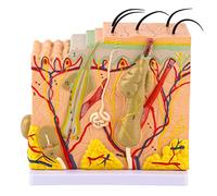 50X Three Dimensional Human Skin Magnified Model Anatomy Biology Teaching Aid Laboratory Supplies for Skin Cosmetology Study Display Teaching Medical Model