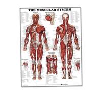 50x70cm Silk Cloth Muscular System Anatomy Wall Chart Poster