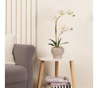 51cm Real Touch Single stem White Phalaenopsis Orchid in Pot Scottish Everlastings Ltd White One Size