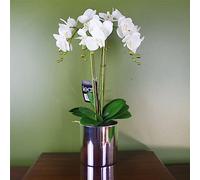 52cm Artificial Orchid Large -White/Silver
