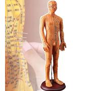 54cm Human Body Acupuncture Model, Chinese Medicine Teaching Acupoint, Easy to Observe, With High Definition Engraving/accurate Point Positioning, for Teaching/Practice,A