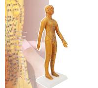 54cm Human Body Acupuncture Model, Chinese Medicine Teaching Acupoint, Easy to Observe, With High Definition Engraving/accurate Point Positioning, for Teaching/Practice,B