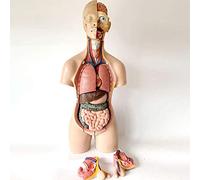 55 Cm Human Torso Anatomy Model, Trunk, Organs, Human Body, For Scientific Study, Exhibition, Didactic Model, Removable, 19 Pieces