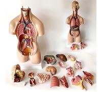 55 Cm Two-Sex Torso Human Torso Model Removable Organs Model Body Anatomy Model 19 Parts