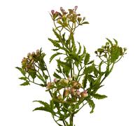 55cm Artificial Foliage Stem with Pink Berries