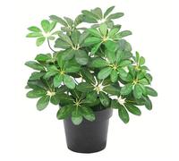 Artificial Arboricola Plant Umbrella Tree Black Plastic Pot 55cm Dark Plant Botanik Leaf Green One Size