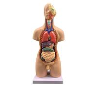 55CM Human Torso Anatomy Model with Detailed Head and Neck Dissection, Removable Organs with Hooks on Base Human Torso Model