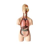 55cm Human Torso Anatomy Model with Removable Head Neck Detachable Organ Teaching Model for Medical College Human Torso Model