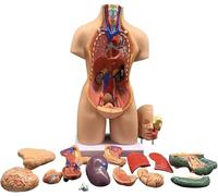 55Cm Human Torso Model - Deluxe Anatal Anatomy Model with 23 Removable Parts for Educational Use
