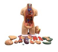 55cm Unisex Human Torso Body Anatomy Model Anatomical Medical Internal Organs for Teaching Detachable 19 Parts