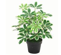 55cm Variegated Artificial Schefflera Arboricola Plant Leaf Green One Size