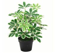55cm Variegated Artificial Schefflera Arboricola Plant Leaf Green One Size