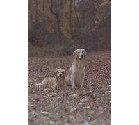 574040 Golden Retrievers A4 Photo Poster Print 10x8