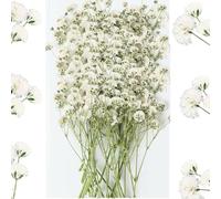 57PCS Dried Pressed Baby Breath Flowers, Natural Ivory White Gypsophila Flower Branch Bouquet, Nature Dry Pressing Floral Resin Nail Crafts DIY Wedding Card Family Party