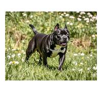 5D Diamond Art Black Staffordshire Bull Terrier Diamond Painting DIY Kits Full Round Drill Crystal by Number Mosaic Arts and Crafts for Living Room Home Wall Decor 12x16 inch / 30x40cm