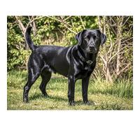 5D Diamond Art DIY Kits Black Labrador Retriever Diamond Painting Full Round Drill Rhinestone Crystal by Number Embroidery Arts and Crafts for Living Room Bedroom Home Wall Decor 12x16 inch