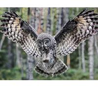 5D Diamond Art Kit Great Grey Owl Diamond Painting Kits Cross Stitch Arts Full Drill Rhinestone Embroidery Craft for Home Wall Decor 11.8 X 15.7 Inch,Not Frame