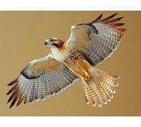 5D Diamond Art Kits Adults Eagle Diamond Painting 100x70cm 5-7E345