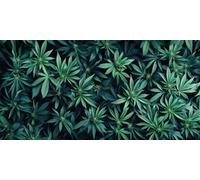5D Diamond Art Kits Adults, Large Diamond Painting Kits, DIY Square Full Drill Crystal Rhinestone Cross Stitch Embroidery Gem Art Craft for Home Wall Decor Green Leaves 100x200cm, P5729