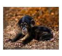 5D Diamond Art Kits Cute Clever Monkey Diamond Painting Kit for Adults Full Drill Diamond Embroidery Crystal Rhinestone Cross Stitch Art Craft Canvas Pictures for Home Wall Decor （25x35cm/10x14in）