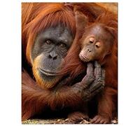5D Diamond Art Kits DIY Diamond Painting Full Drill Mother and Baby Orangutan Embroidery Cross Stitch for Adults Crystal Rhinestone Needlework Crafts Gift for Home Wall Decor Round Drill 30x40cm