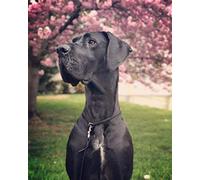 5D Diamond Painting by Number Kit for Adult, DIY Full Drill Great Dane Embroidery Rhinestone Painting Home Wall Decor Arts Craft Gift 16x20 inch