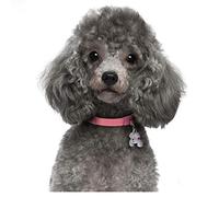 5D Diamond Painting by Numbers Kits Full Drill Poodle Dogs Puppy Diamond Painting Adults/Kids DIY Paste Crystal Rhinestone Embroidery Cross Stitch Diamond Art Craft for Home Wall Decor