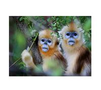 5D Diamond Painting Cute Monkeys DIY Diamond Painting Kits for Adults/Kids, Diamond Art Painting Diamond Embroidery Cross Stitch, for Living Room Bedroom Wall Decor Round Drill 40x50cm(16x20inch)