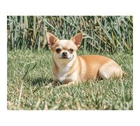 5D Diamond Painting DIY Kits Fawn Chihuahua Diamond Art Full Round Drill Rhinestones by Number Embroidery Arts and Crafts for Living Room Bedroom Home Wall Decor 12x16 inch