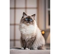 5D Diamond Painting DIY Kits Ragdoll Cat Kitten Diamond Art Full Round Drill Crystal by Number Embroidery Arts and Crafts for Living Room Home Wall Decor 12x16 inch / 30x40cm