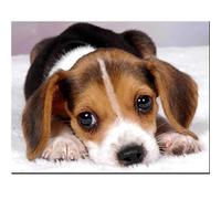 5D Diamond Painting Kit, Beagles 10x12in DIY Diamond Painting Full Drill Diamond Arts Kits,Diamond Embroidery Cross Stitch Paint by Numbers Kit,Home Wall Decor 25x30cm (Round Drill)
