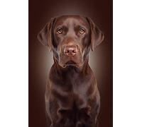 5D Diamond Painting Kit for Adults Kids Chocolate Color Labrador Dog DIY Arts Craft for Home Wall Decor Birthday Gifts