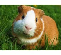 5D Diamond Painting Kit, Super Cute Guinea Pig Complete Drill DIY Diamond Painting, Rhinestone Embroidery Cross Stitch Painting Art Craftation, 30x40CM