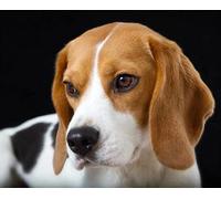 5D Diamond Painting Kits for Adults Kids Beagles Dog Diamond Dots Arts Craft for Home Wall Decor -15.7×19.7inch(Round Drill)