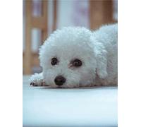 5D Diamond Painting Kits for Adults Kids Bichon Frise Dog Diamond Dots Arts Craft for Home Wall Decor -15.7×19.7inch(Round Drill)