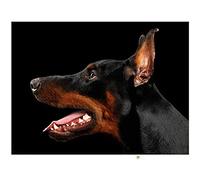 5D Diamond Painting Kits for Adults Kids Doberman Pinscher Round Full Drill Diamond Art Kit Crystal Rhinestone Embroidery Cross Stitch Arts Crafts for Home/Decor/Gift 40x50cm/16x20inch