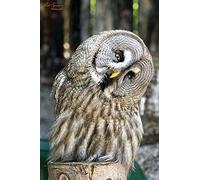 5D Diamond Painting Kits Full Drill Adults UK Great Grey Owl Round Diamond Crystal Embroidery Gem Arts Craft for Beginners 5d DIY Home Wall Decor Wedding Gift (16inch×20inch)